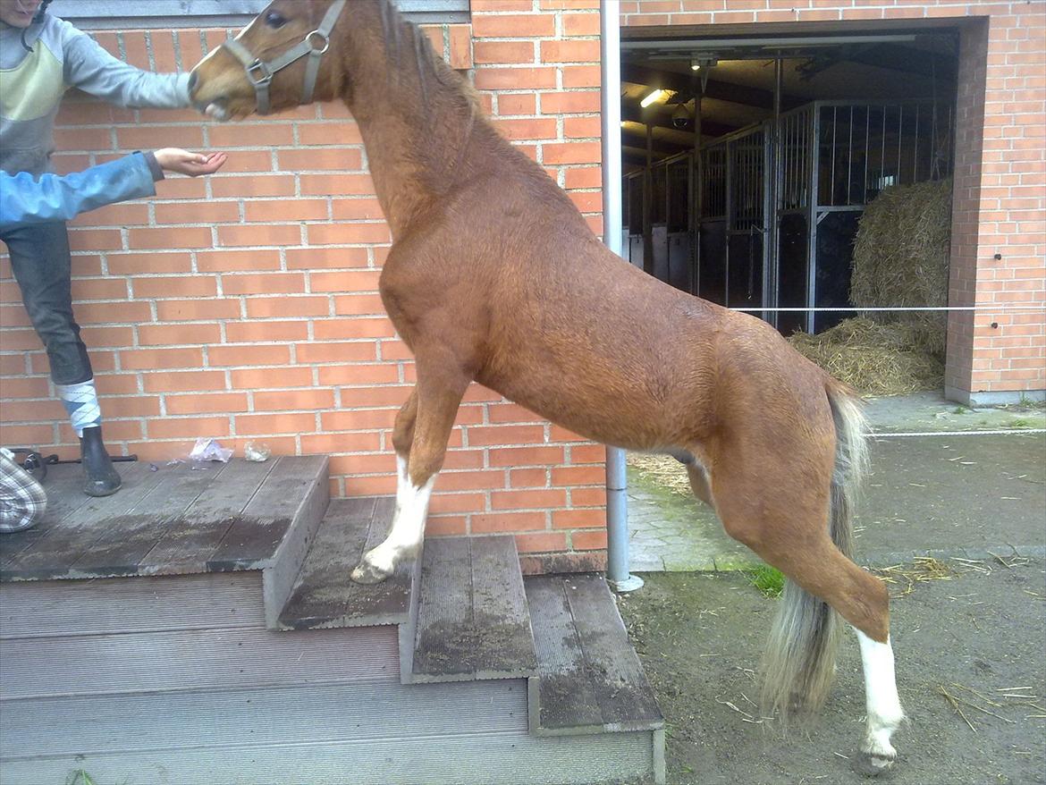 Welsh Mountain (sec A) Baloo billede 5