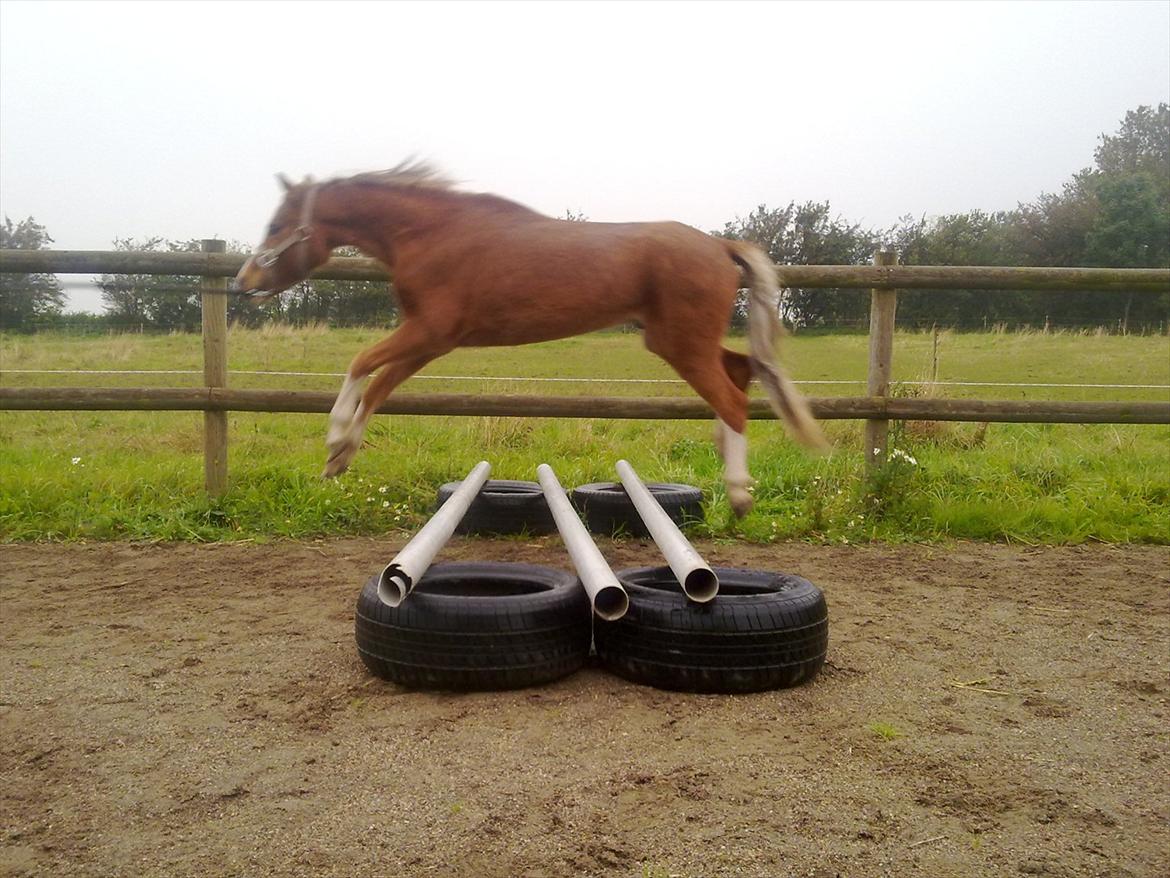 Welsh Mountain (sec A) Baloo - Første dag vi prøver at springe!!! Godt resultat<3 billede 6