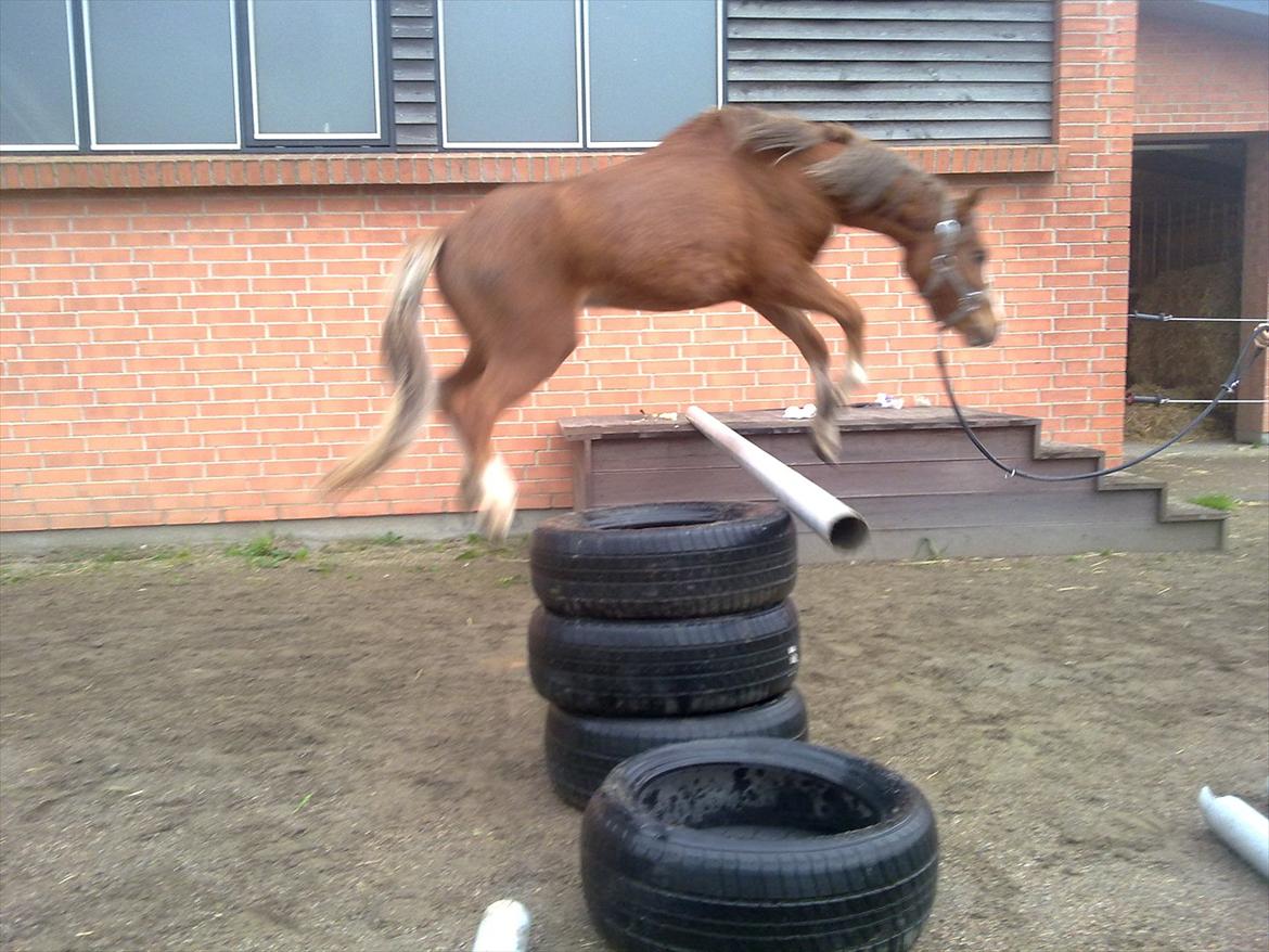 Welsh Mountain (sec A) Baloo - F*ck du hopper højt dreng<3<3 billede 7