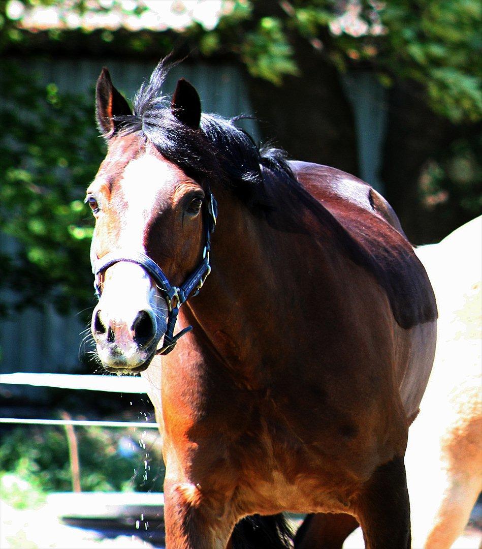 Welsh Cob (sec D) Dorthealyst Omikron - Aldrig glemt, altid gemt billede 11