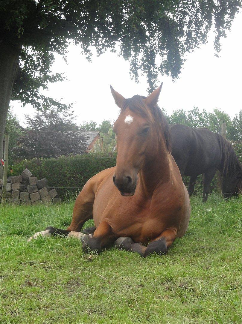 Hannoveraner Bjergdalens Michelin Star billede 14
