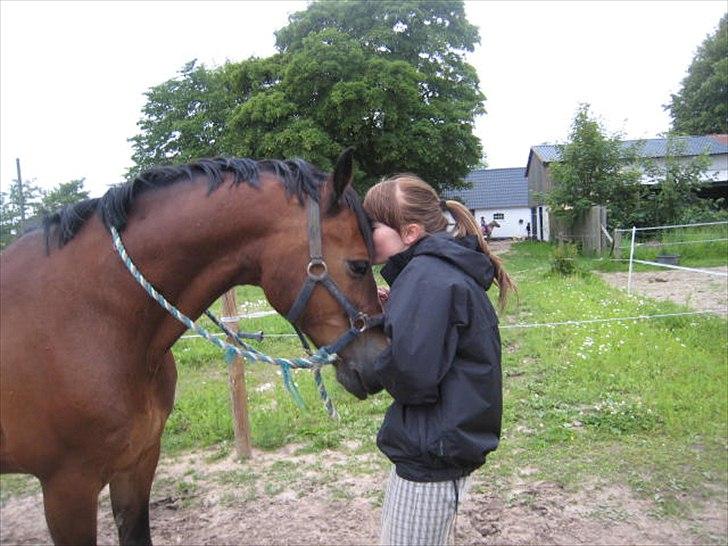 Welsh Cob (sec D) Dorthealyst Omikron - Aldrig glemt, altid gemt billede 13