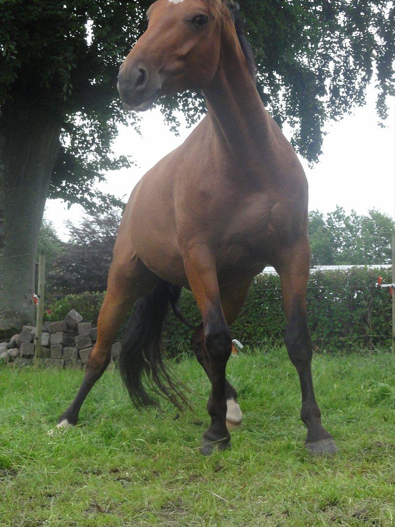 Hannoveraner Bjergdalens Michelin Star billede 9