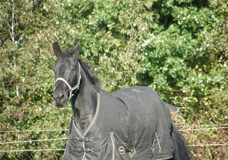 Dansk Varmblod Losanna - Igen :D Smukke Loui <3 billede 6