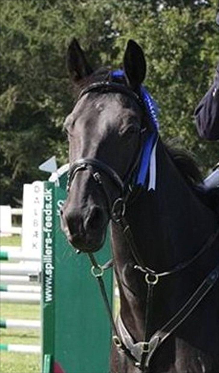 Dansk Varmblod Losanna - Ved tdl ejer :) billede 7