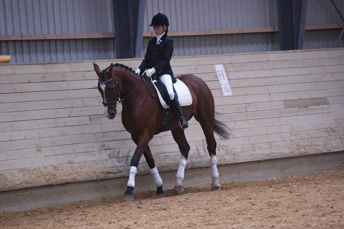 Hollandsk Varmblod Amigor (sendt tilbage) :'/ - Til vores første stævne sammen! (LJ-Foto) billede 17