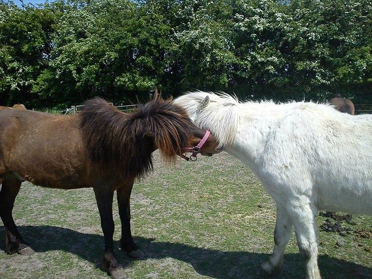 Islænder Dagfari fra jestrup <3 - Best buddies :D billede 17