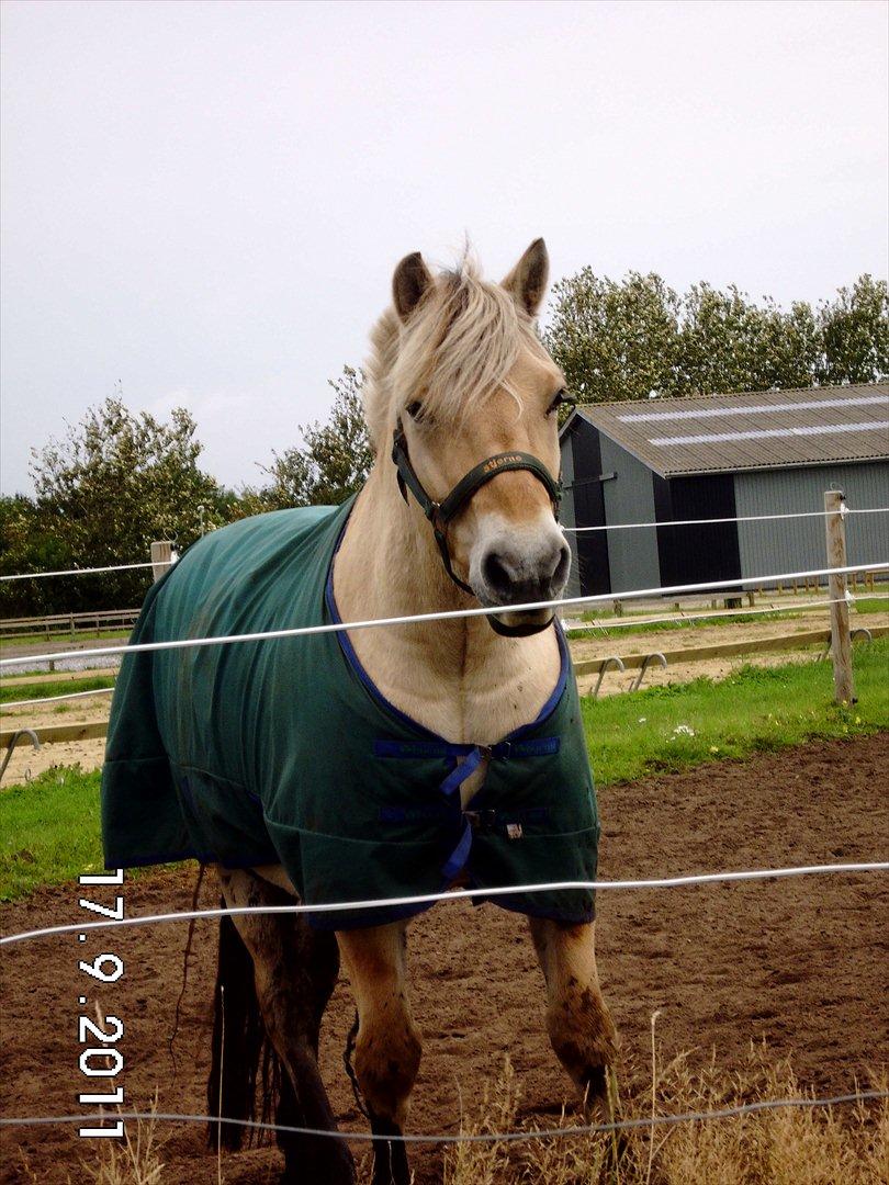 Fjordhest Bosse  - Bosse :-) billede 17