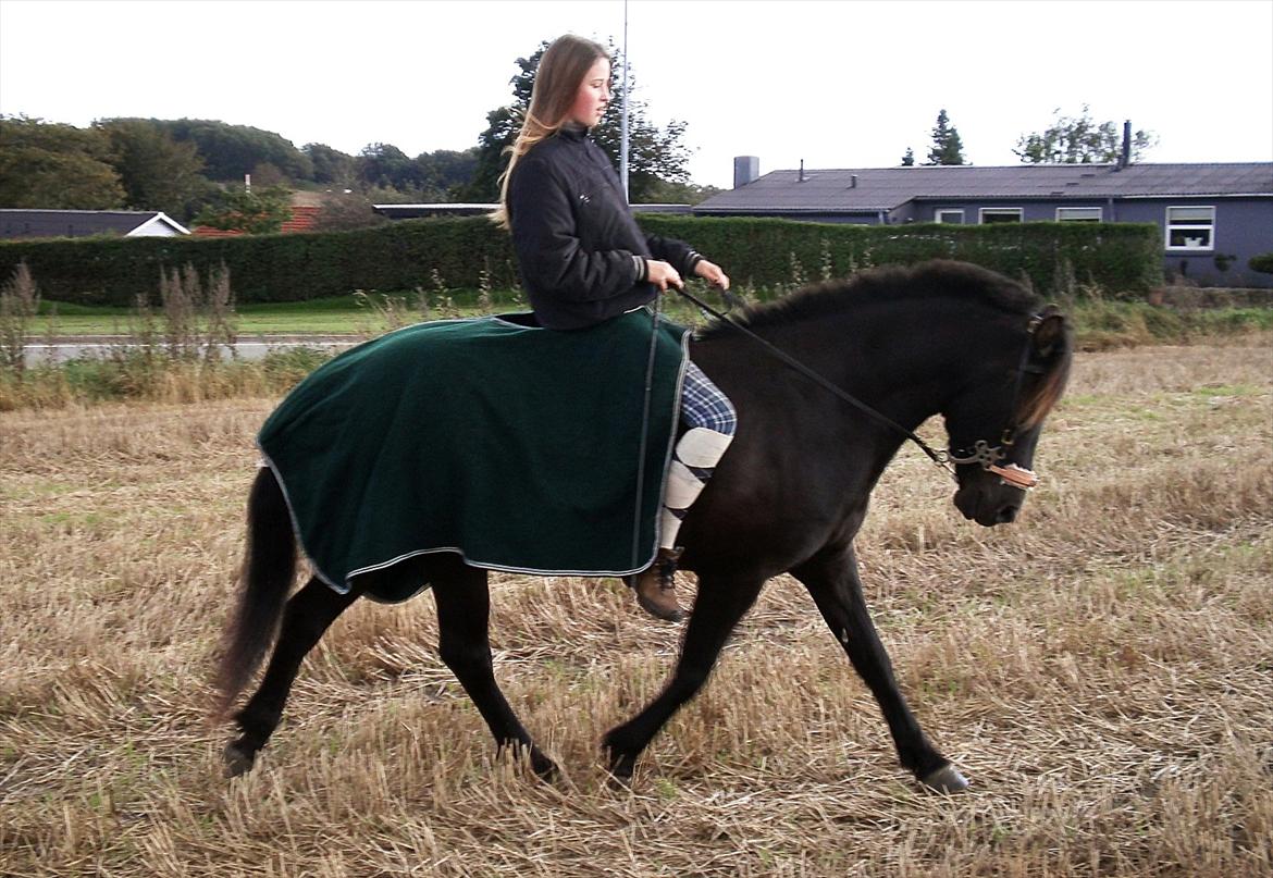 Islænder My Sunbeam (Banditten) billede 13