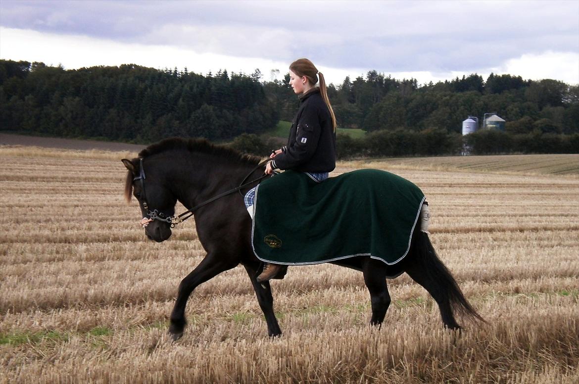 Islænder My Sunbeam (Banditten) billede 14