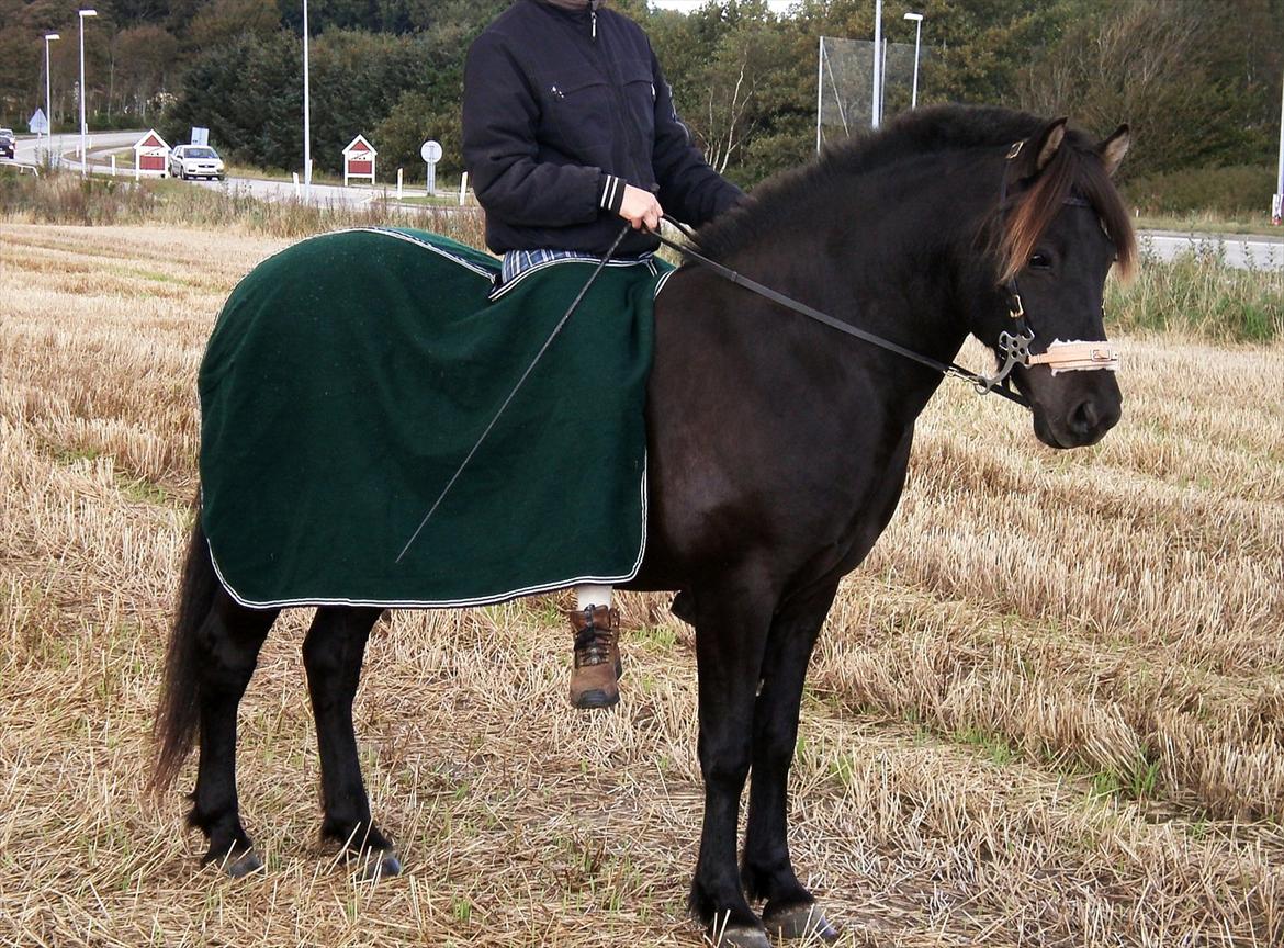 Islænder My Sunbeam (Banditten) billede 15