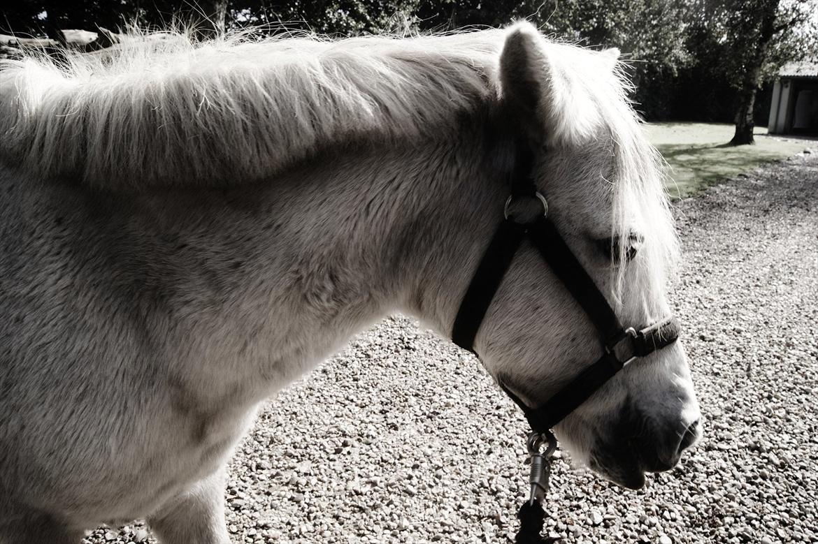 Anden særlig race bonnie billede 18