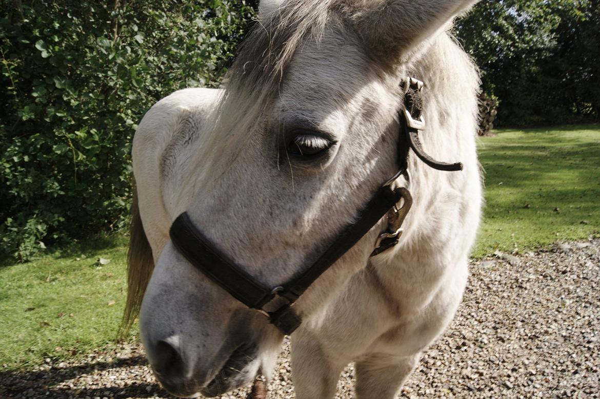 Anden særlig race bonnie billede 19