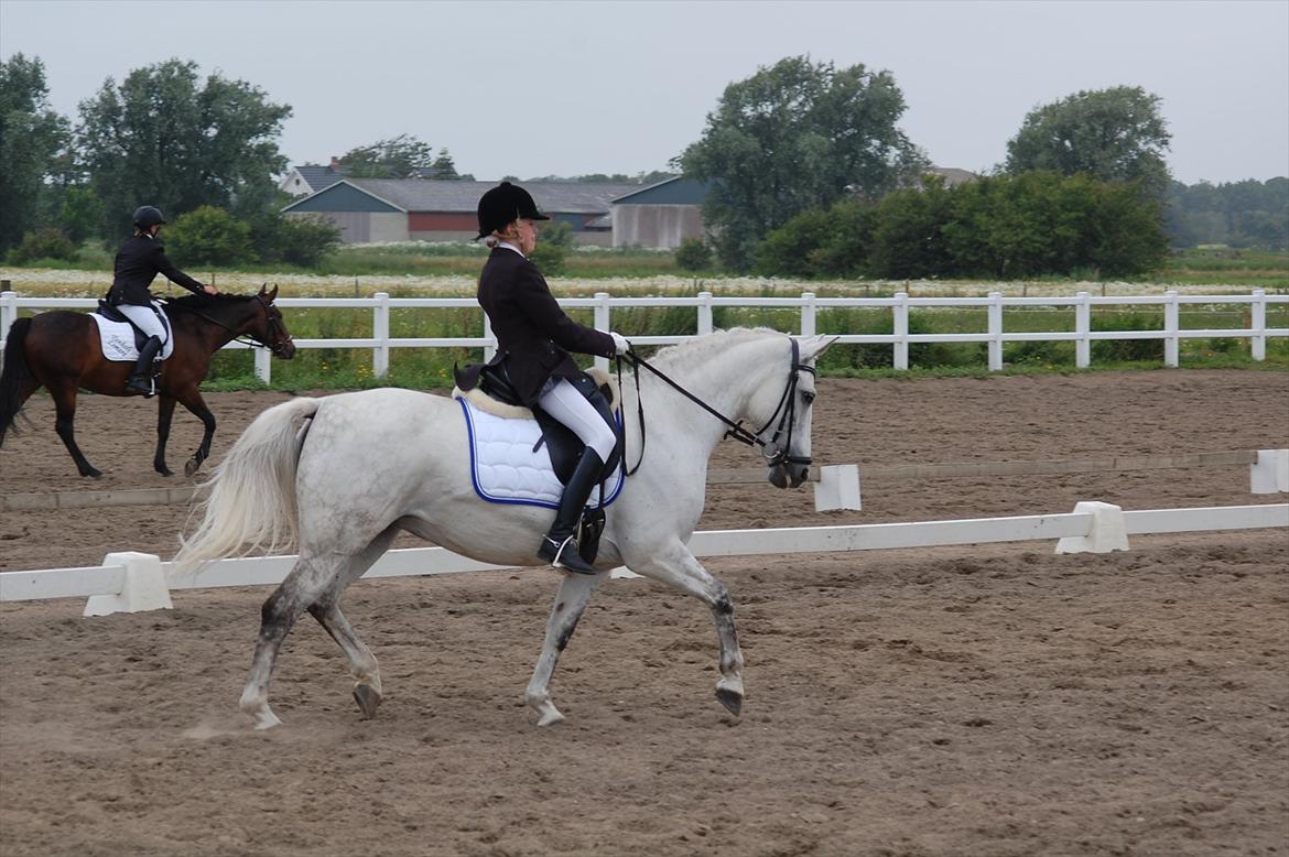 New Forest Charfeli (B-pony) - 11: Kærgården LA3 billede 11