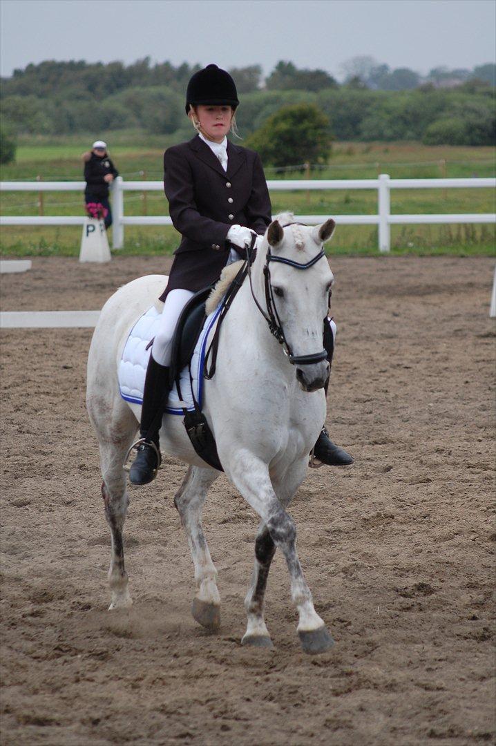 New Forest Charfeli (B-pony) - 14: Kærgården LA4 billede 14