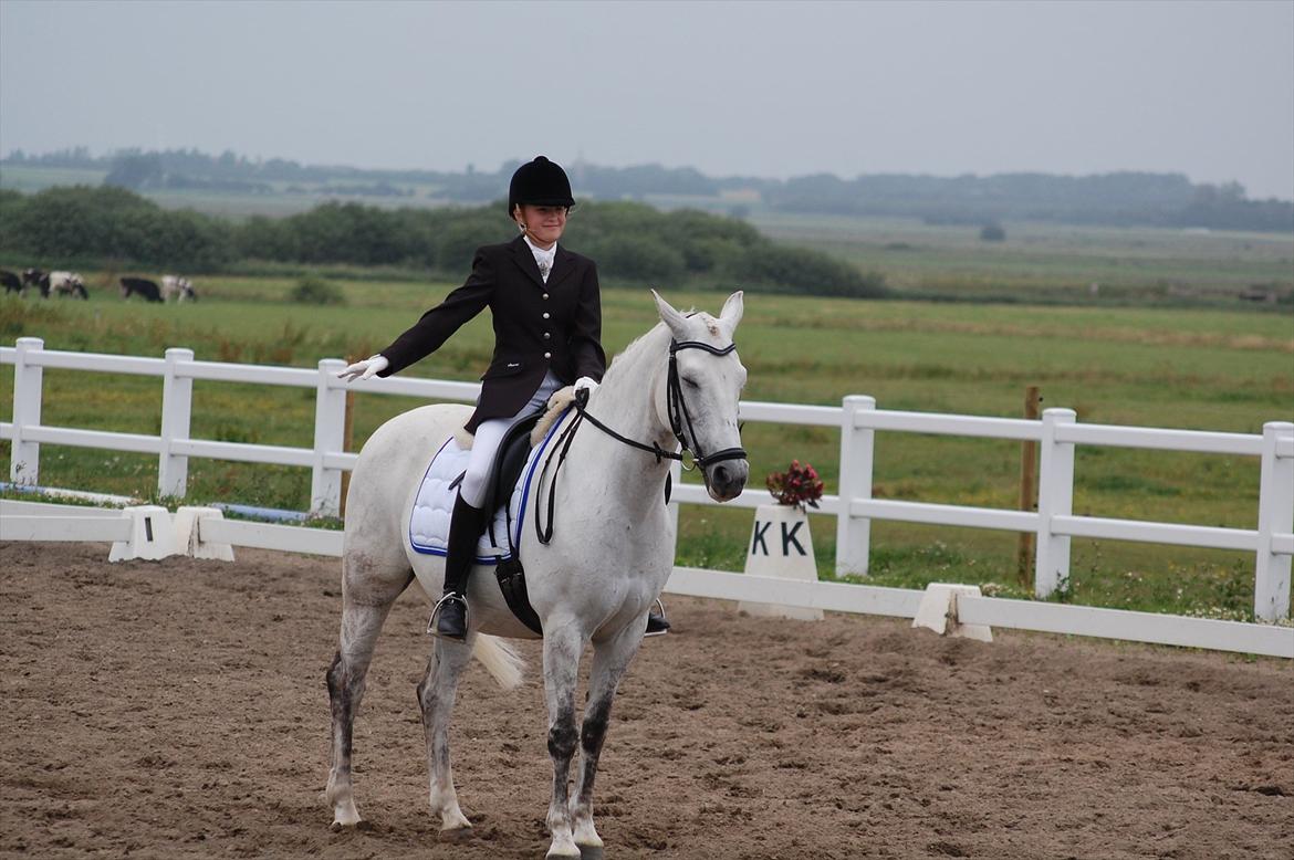 New Forest Charfeli (B-pony) - 16: Kærgåden LA4 billede 16