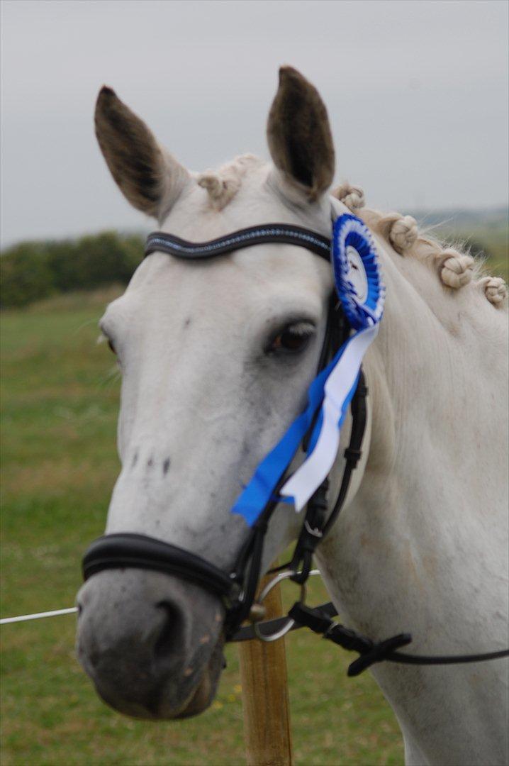 New Forest Charfeli (B-pony) - 18: Kærgården LA3 2plads med 65,33% :) billede 18