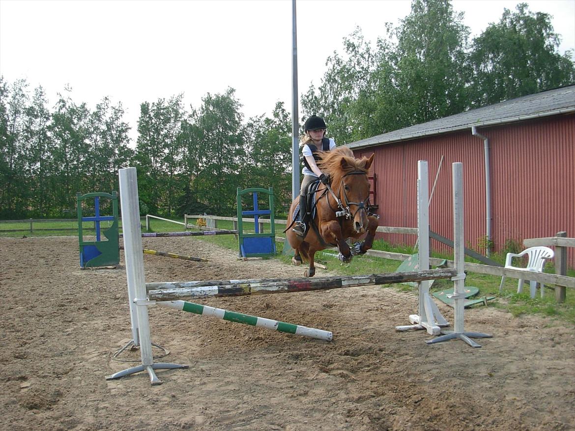 Anden særlig race Lise (DK) | Tidl. lånehest | R.I.P. billede 5