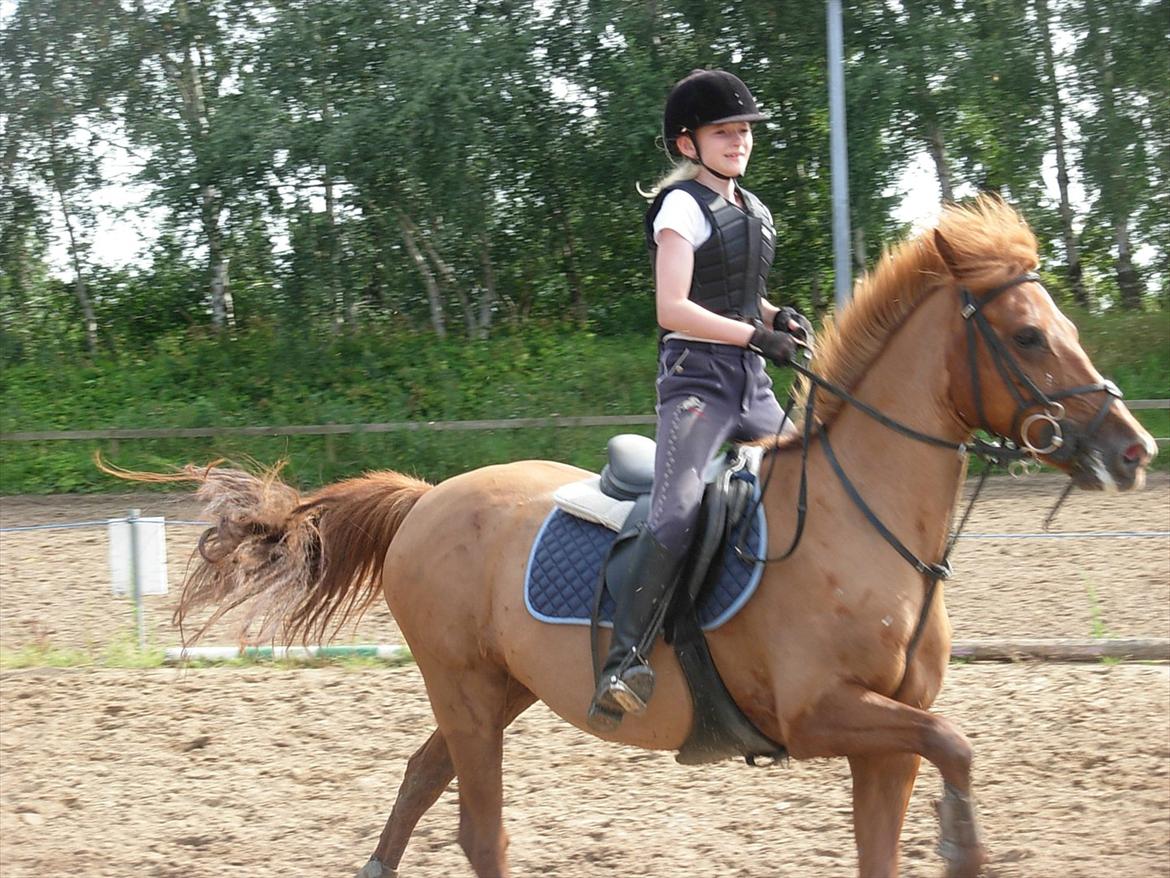 Anden særlig race Lise (DK) | Tidl. lånehest | R.I.P. billede 7