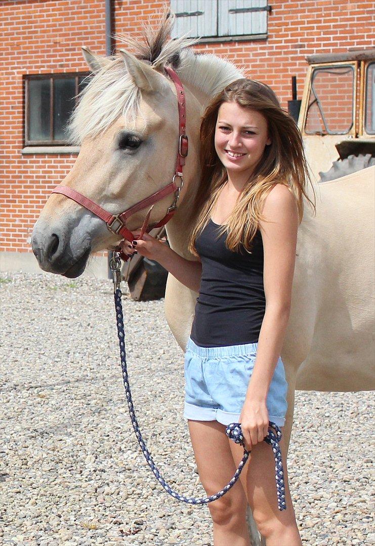 Fjordhest Bibi  -  Everything is nothing without love. billede 3