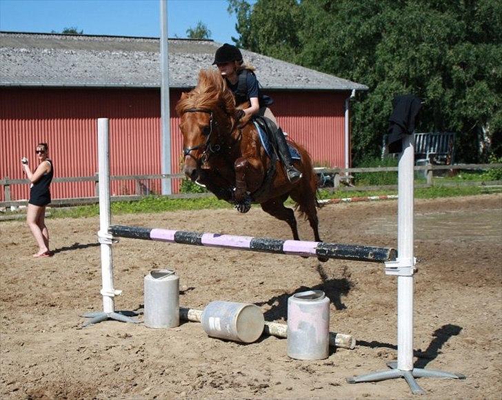 Anden særlig race Lise (DK) | Tidl. lånehest | R.I.P. billede 10