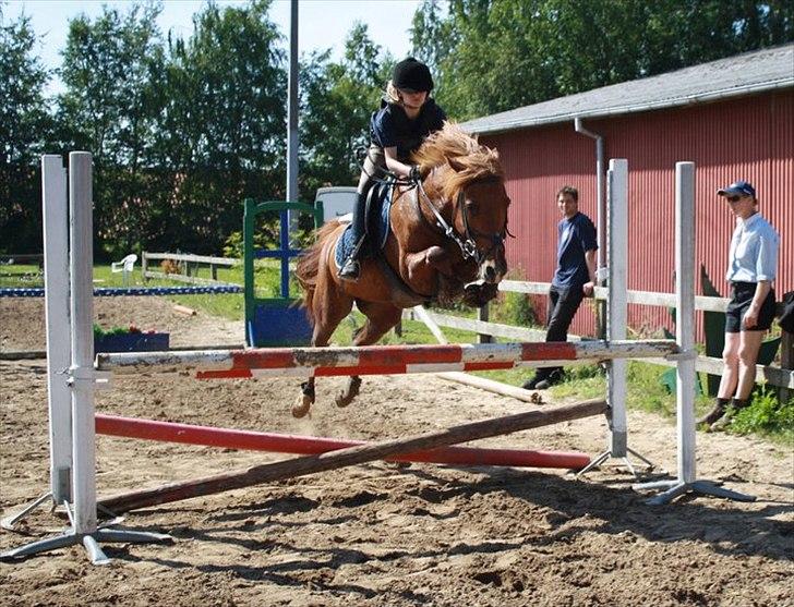 Anden særlig race Lise (DK) | Tidl. lånehest | R.I.P. billede 1