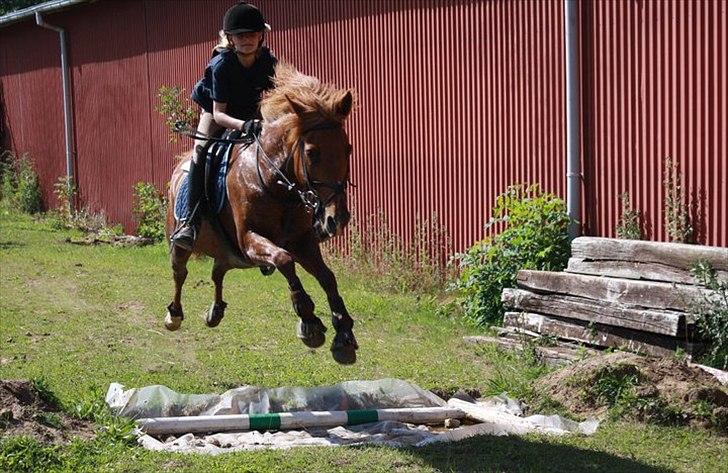 Anden særlig race Lise (DK) | Tidl. lånehest | R.I.P. billede 12