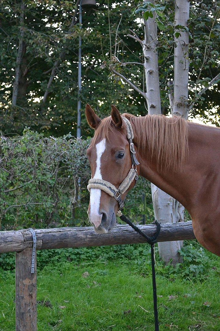 Dansk Varmblod Amber First billede 11