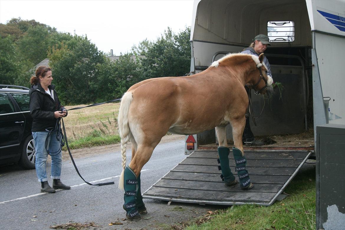 Tyroler Haflinger Kiwi - På vej hjem fra stævnet.
Men hun gider ikke op i traileren..

Foto: Mig. billede 20