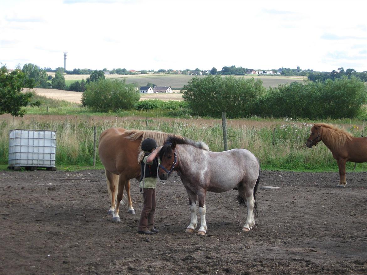 Anden særlig race amigo billede 9