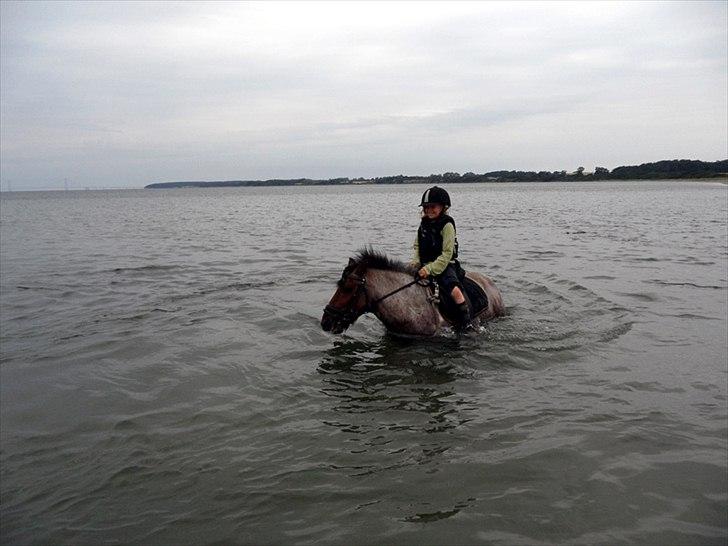 Anden særlig race amigo - Maria og Amigo på ridelejer i uge 28 i vandet v. Kobæk strand billede 17