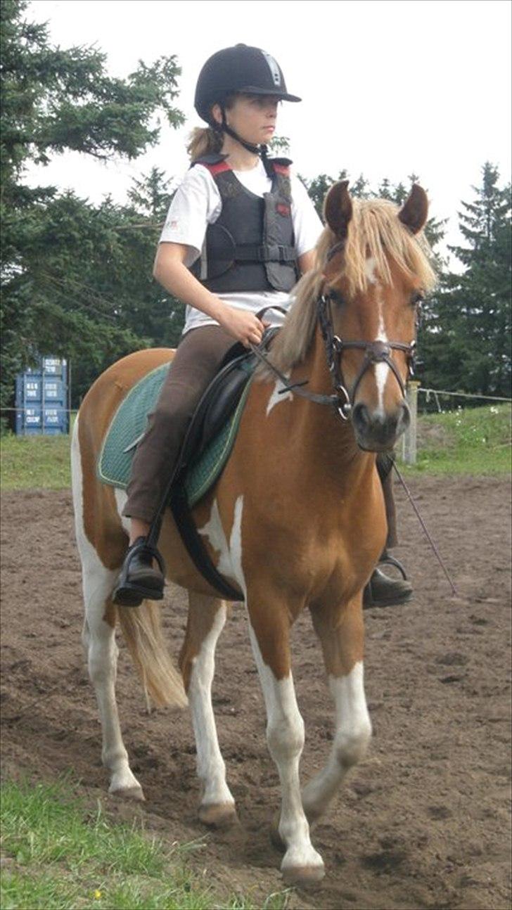 Pinto Harle Kin - Anna der rider Harle Kin på ridelejr i 2011 :) billede 2