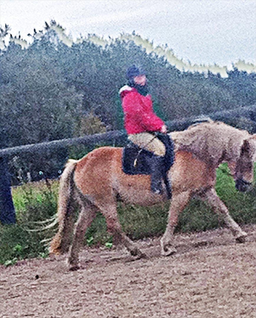 Haflinger Tony - Efter lang tids muskel - og tillidsopbygning, er Tony og jeg endelig begyndt at nyde dressurtræningen sammen billede 6