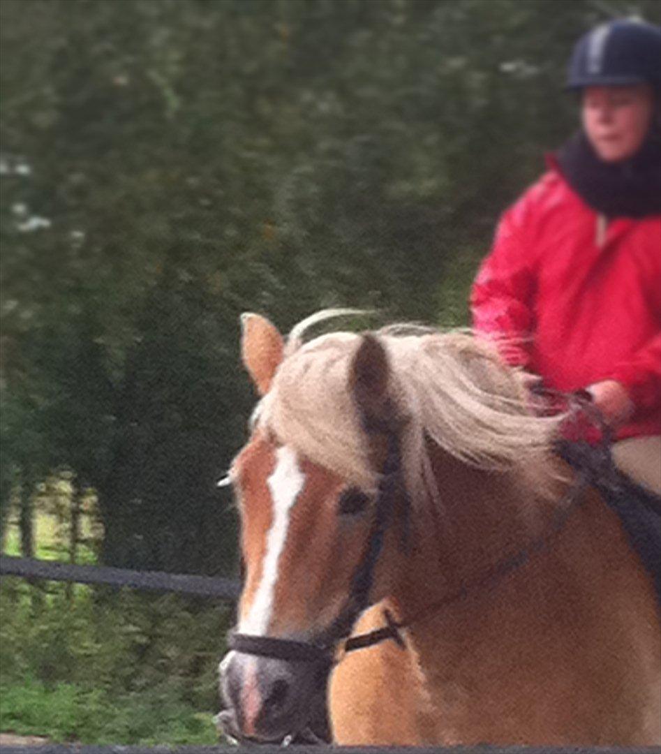 Haflinger Tony - Fuld fart fremad! billede 9