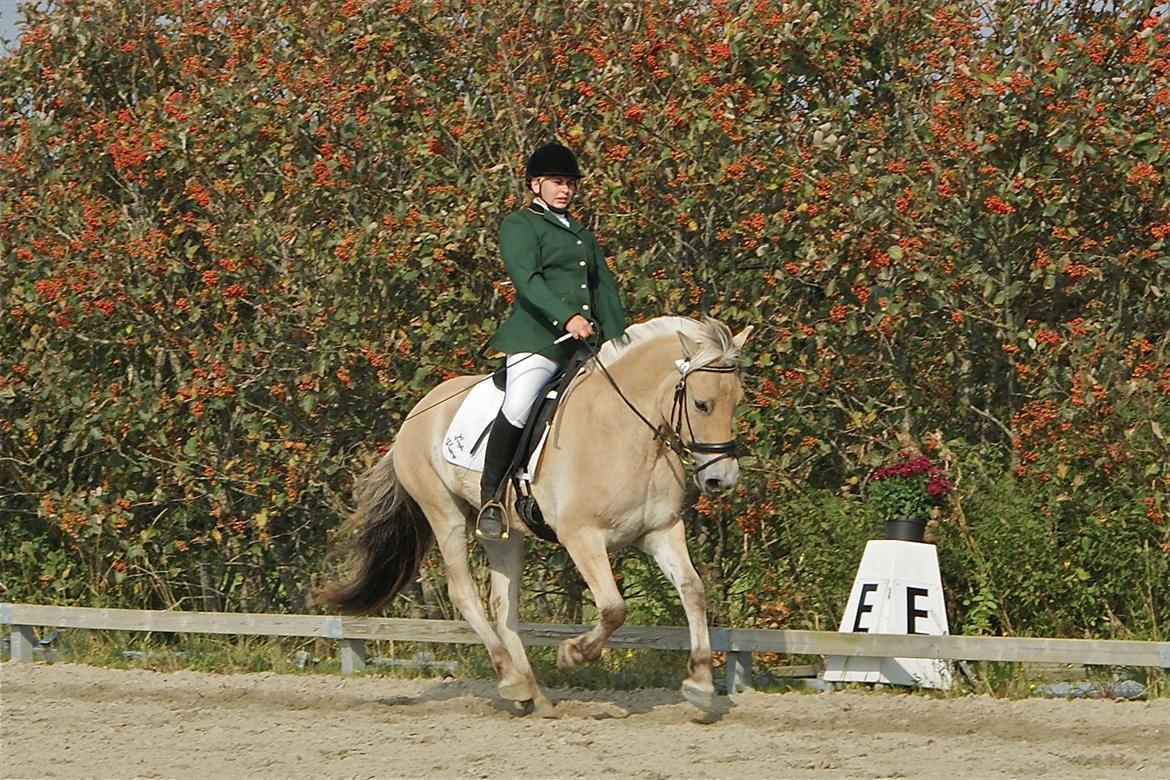 Fjordhest Linnfin Vinstrup billede 2