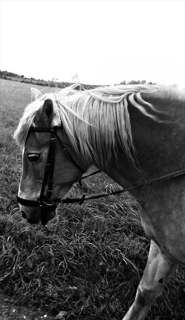 Haflinger Tony billede 12