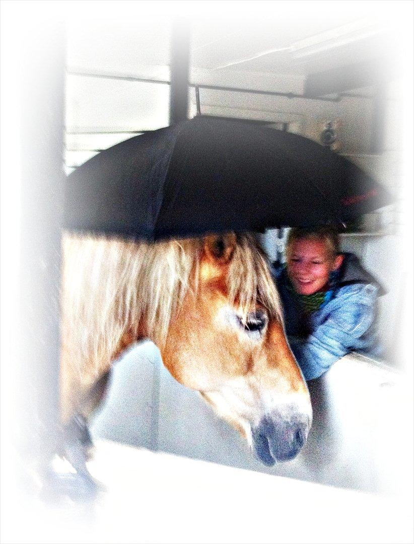 Haflinger Tony - Tony nyder at få lov til at komme et smut ind i andres bokse, da han selv står i løsdrift året rundt, og synes at boksene er meget spændene billede 13