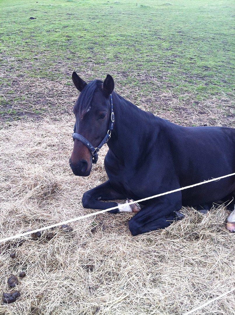 Dansk Varmblod Don Dancer billede 14
