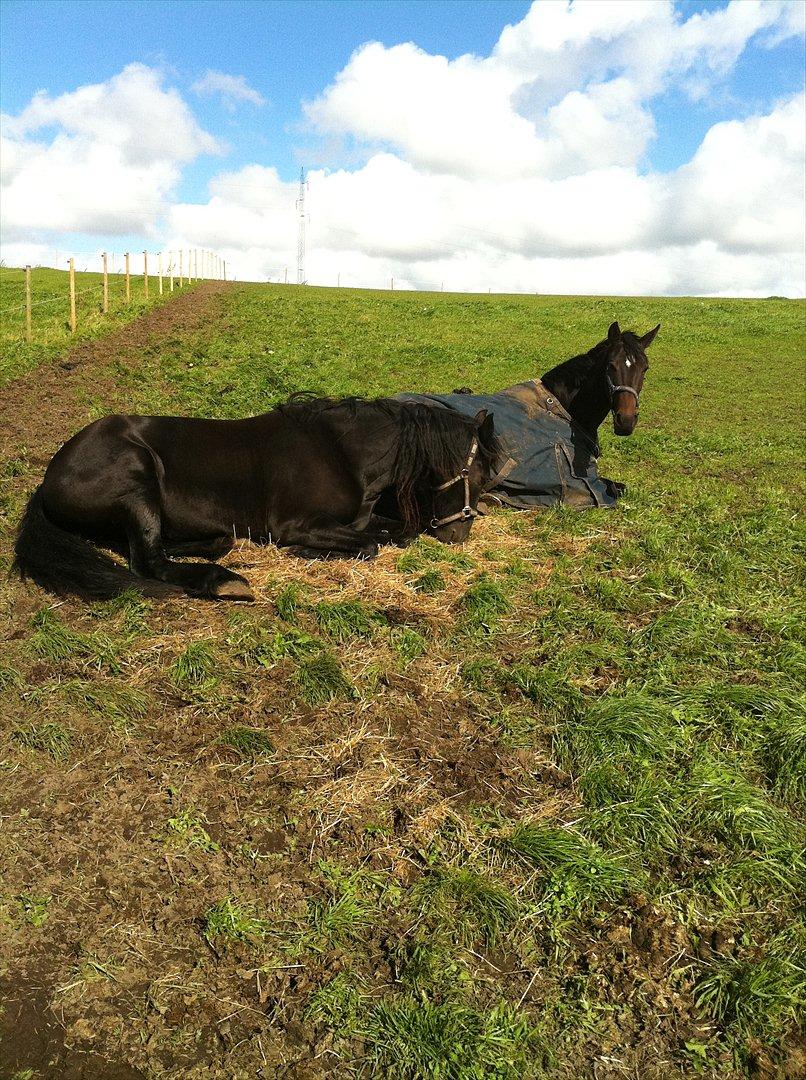 Dansk Varmblod Don Dancer - Dancer og hendes bedste (eneste) veninde Marie :D billede 15
