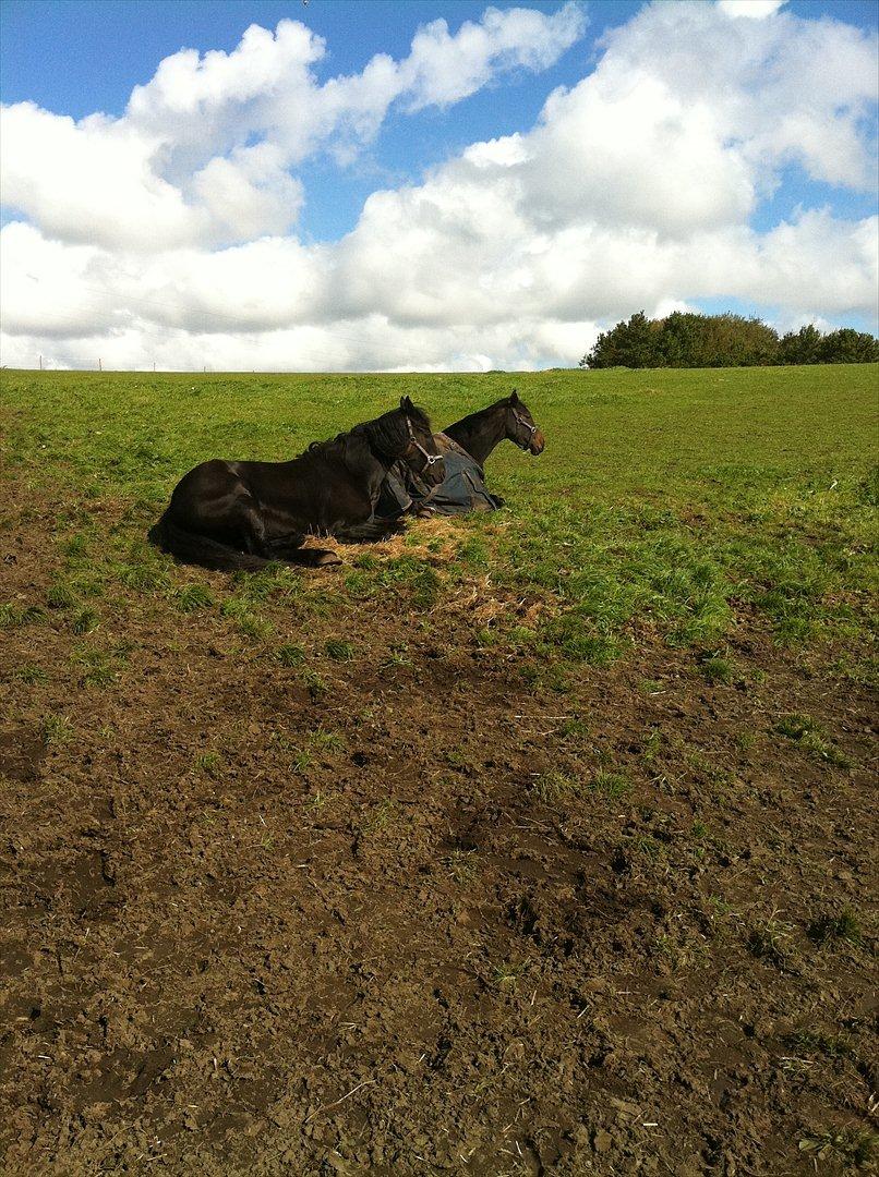 Dansk Varmblod Don Dancer billede 16