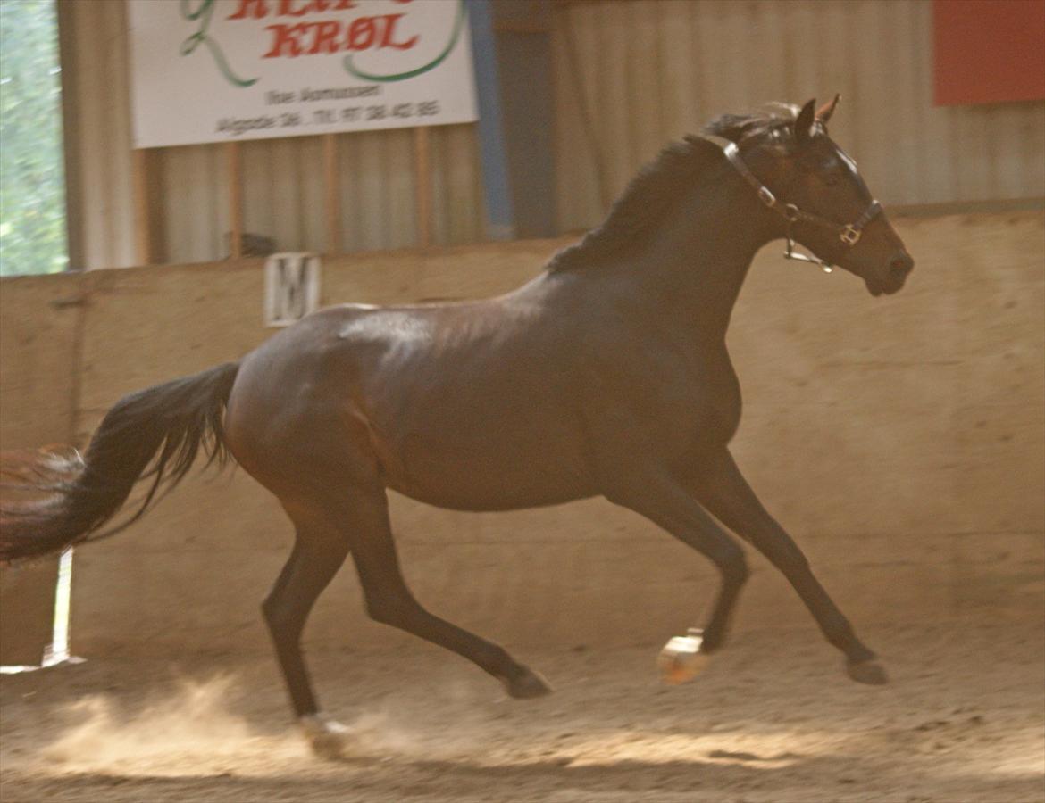 Dansk Varmblod Don Dancer billede 17