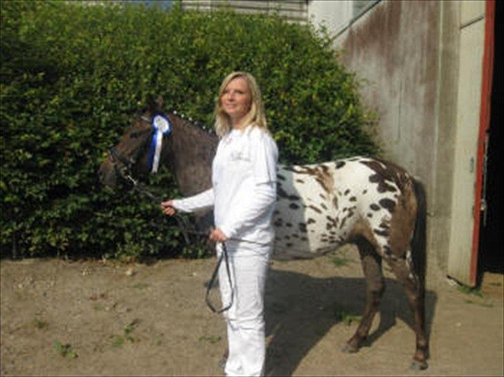 Knabstrupper Moselunds Kikki billede 8