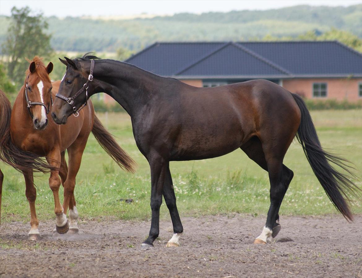 Dansk Varmblod Don Dancer billede 18