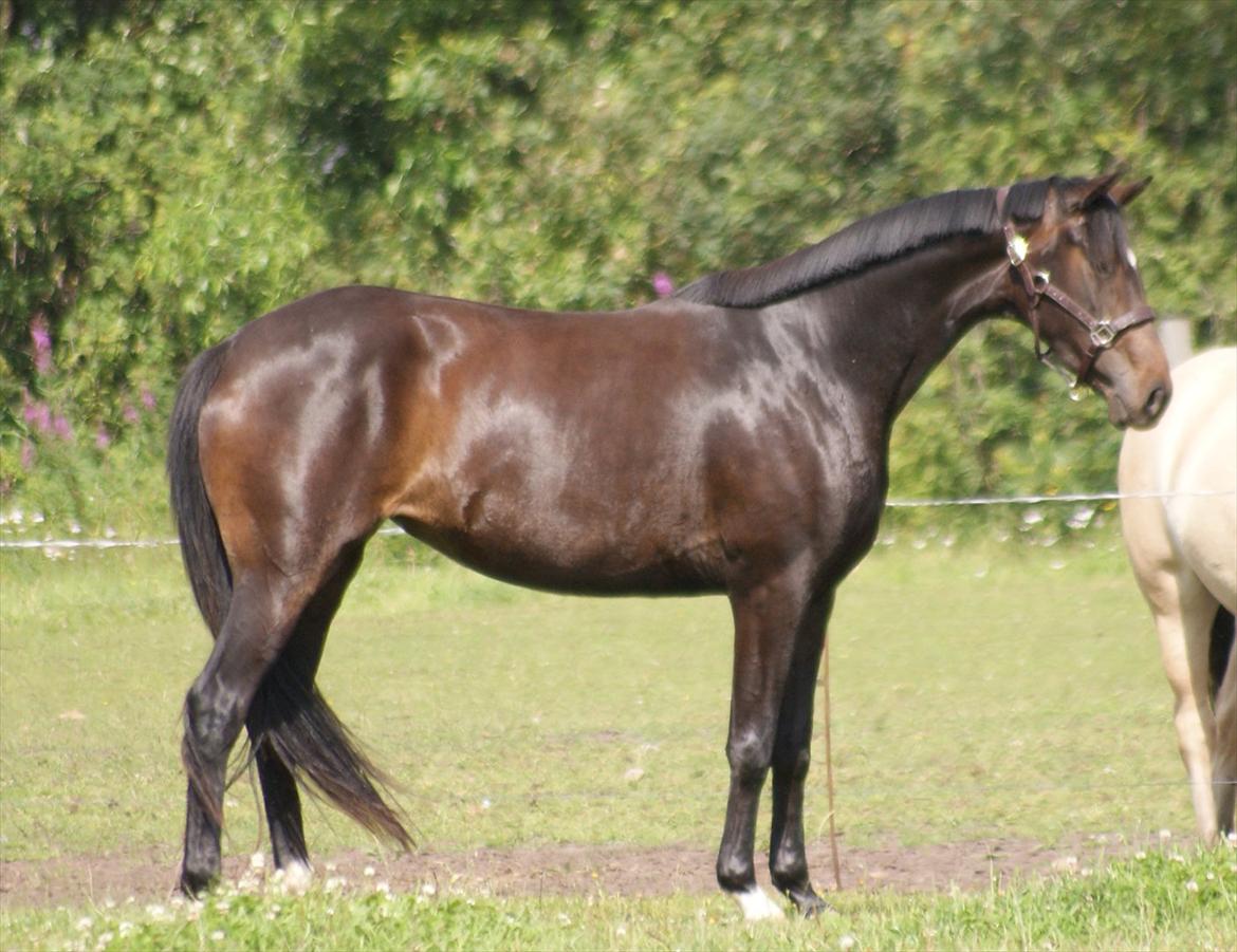 Dansk Varmblod Don Dancer billede 19