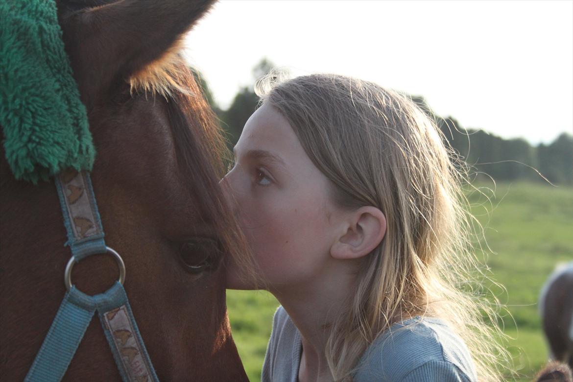 Anden særlig race Calvados  - <3  billede 11