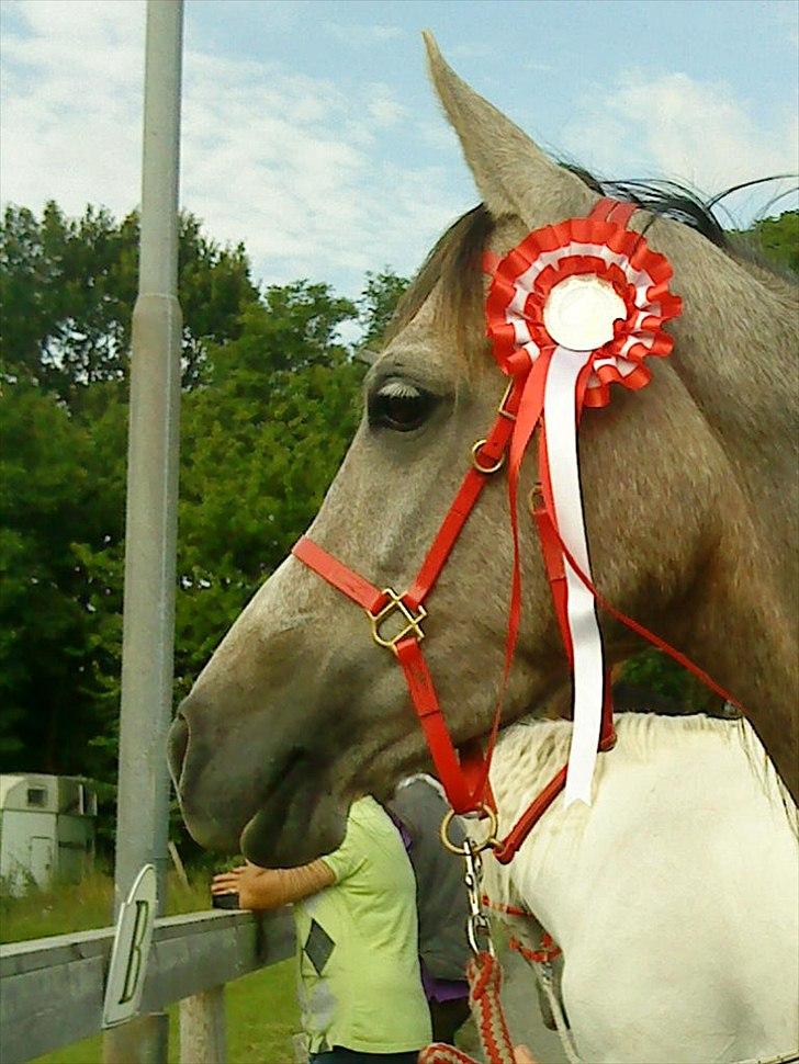 Arabisk fuldblod (OX) Fantasy biint el mokari ox //MY SOULMATE!<3// [tid - fantasy med sin flotte 1. plads billede 2