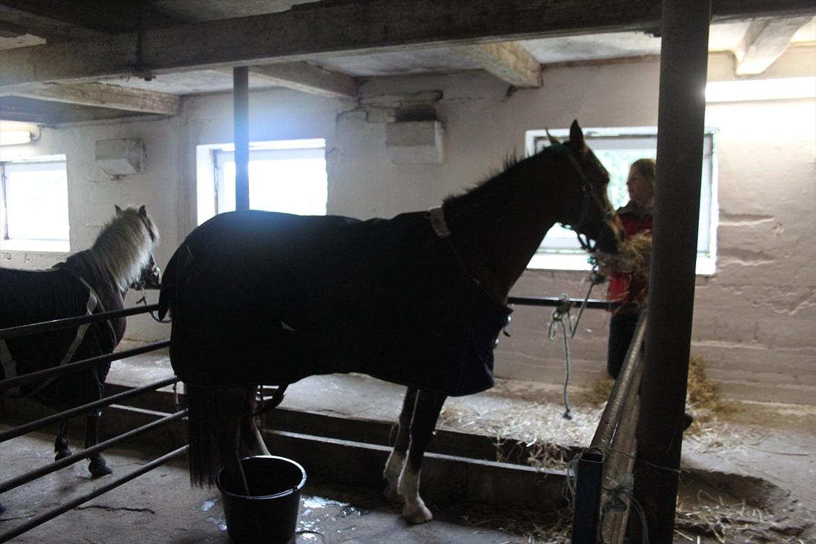 Anden særlig race Calvados  - Smeden fandt en gammel hovbyldt og du skulle stå med foden i sæbe vand 10 min hver dag :) Det var da hyggeligt syntes du :P billede 16