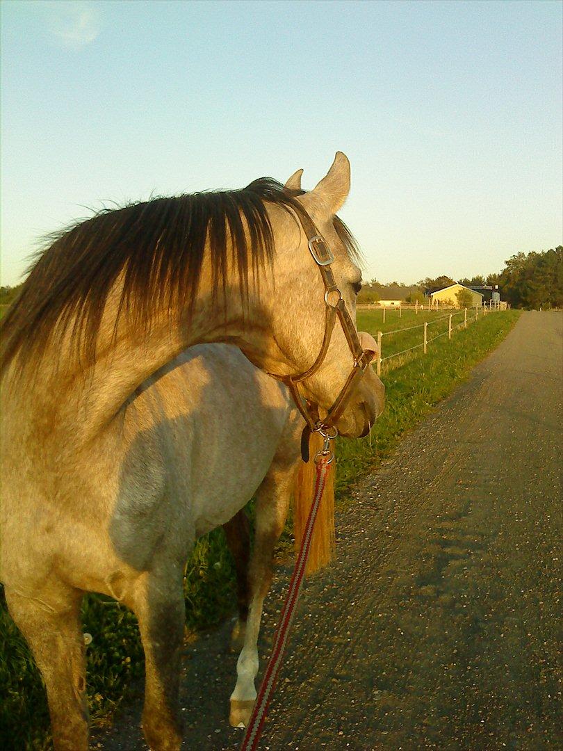 Arabisk fuldblod (OX) Fantasy biint el mokari ox //MY SOULMATE!<3// [tid - En dejlig september aften vi var alene på rideskolen
En dag jeg aldrig vil glemme<3 billede 6