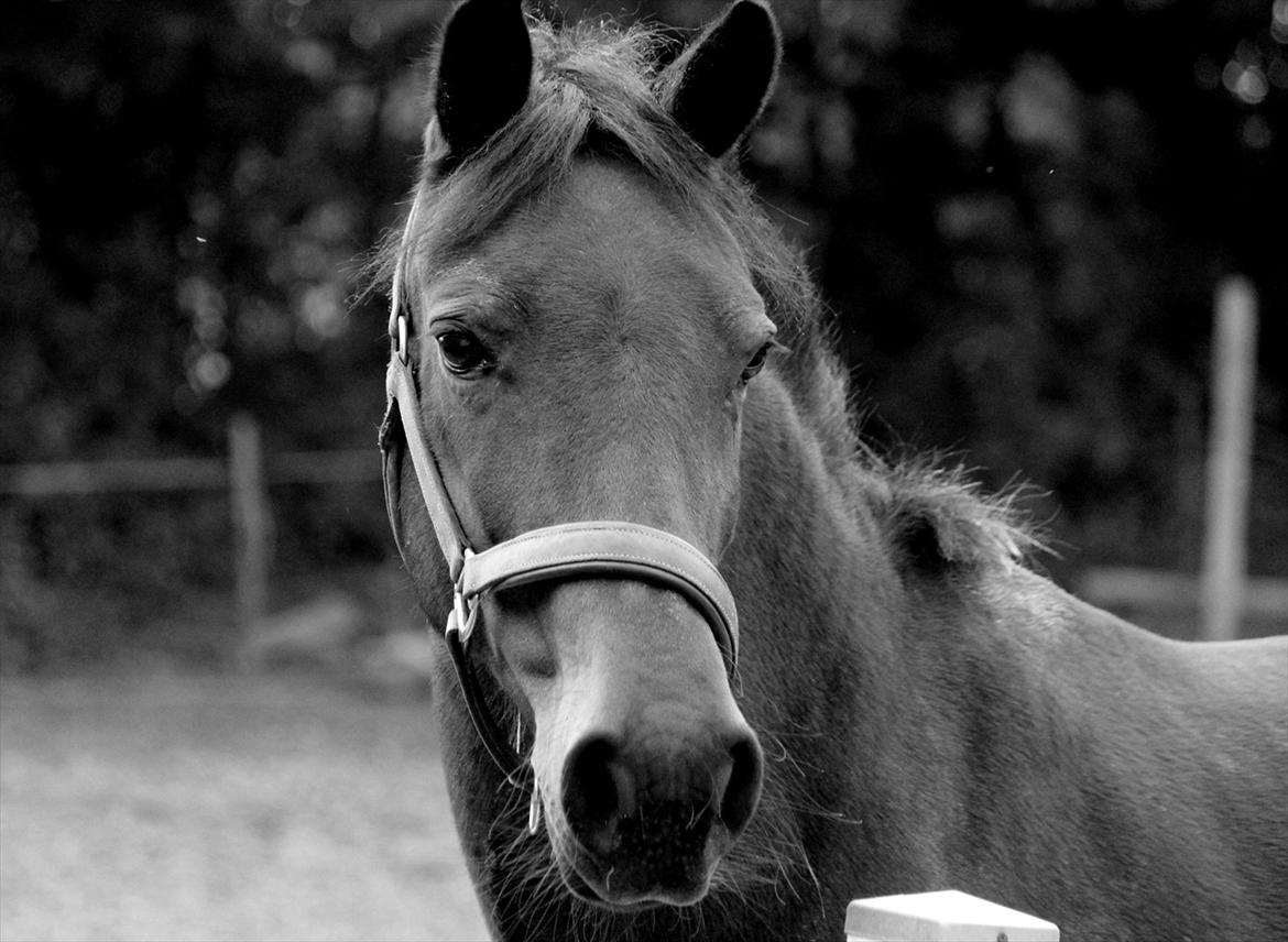 Anden særlig race Vestergaardens Malou billede 1