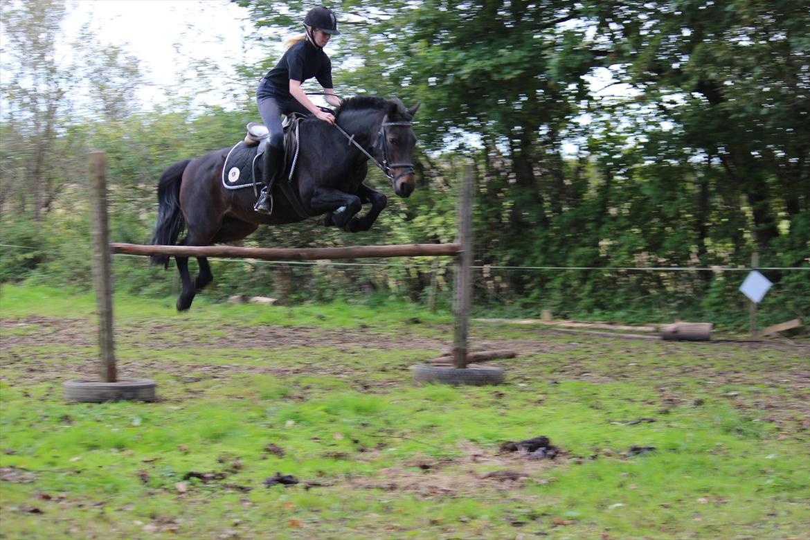 Anden særlig race Vestergaardens Malou billede 18